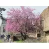 La primavera a Roma