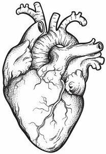 Anatomical heart, used as logo site